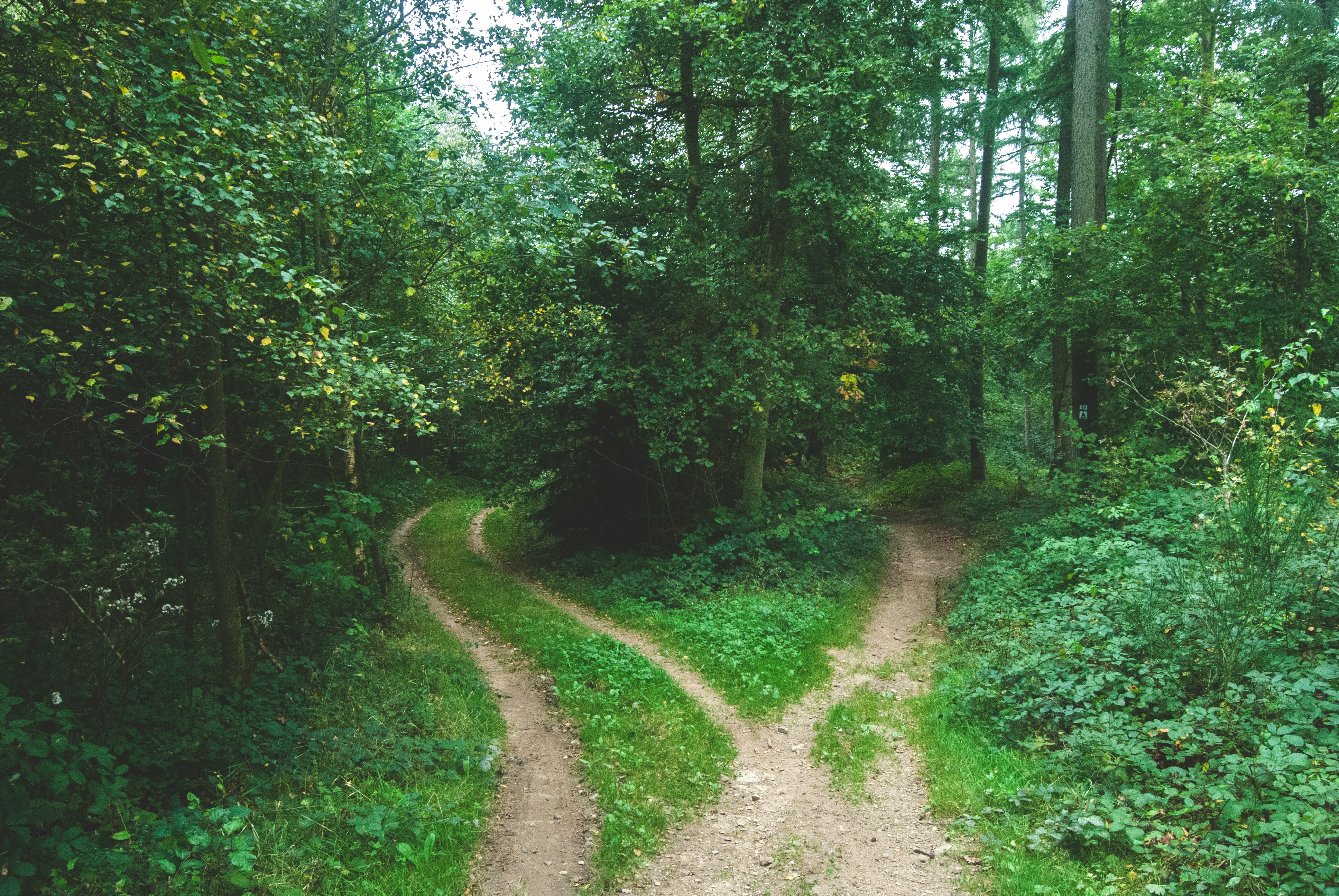 A forest path dividing into two directions at a fork, photographed from the perspective of someone standing at the decision point. The image suggests the existentialist condition: freedom as the unavoidable requirement to choose, without a guide to indicate which path is right.